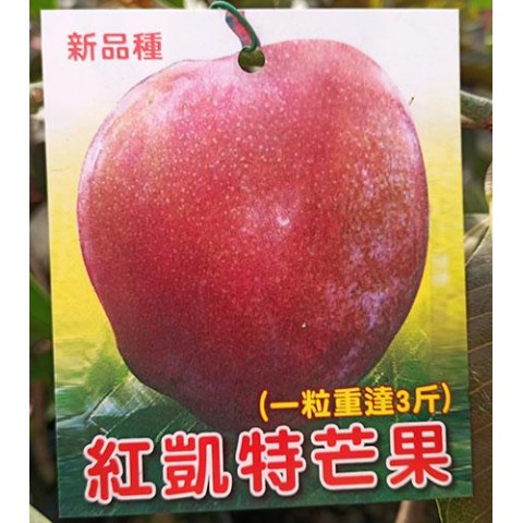 紅凱特芒果