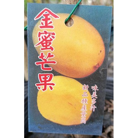 金蜜芒果