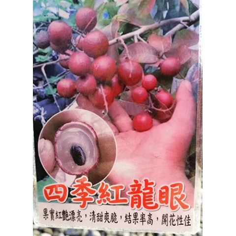 四季紅龍眼