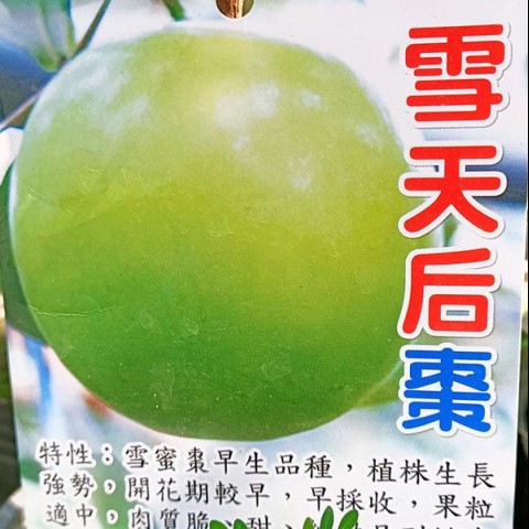 雪天后蜜棗