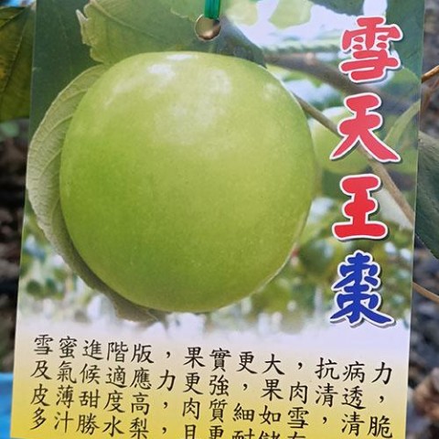 雪天王蜜棗