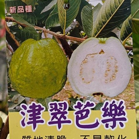 津翠芭樂
