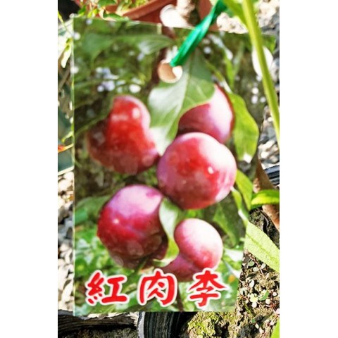紅肉李