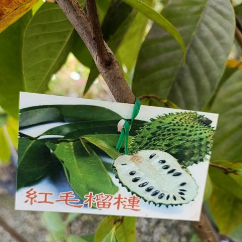 紅毛榴槤釋迦
