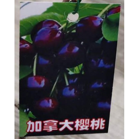 加拿大櫻桃