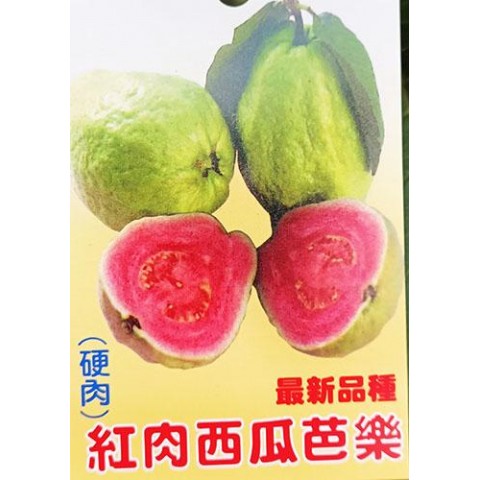 紅肉西瓜芭樂
