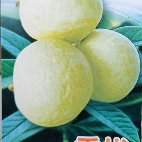 香拔