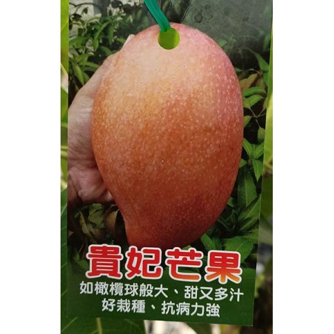 貴妃芒果