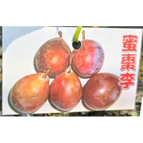 蜜棗李