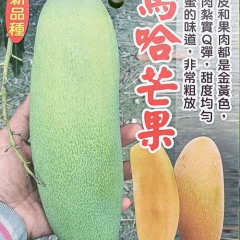 馬哈芒果-新款