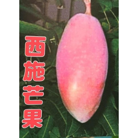 西施芒果