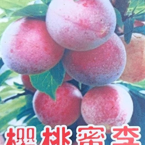 櫻桃蜜李