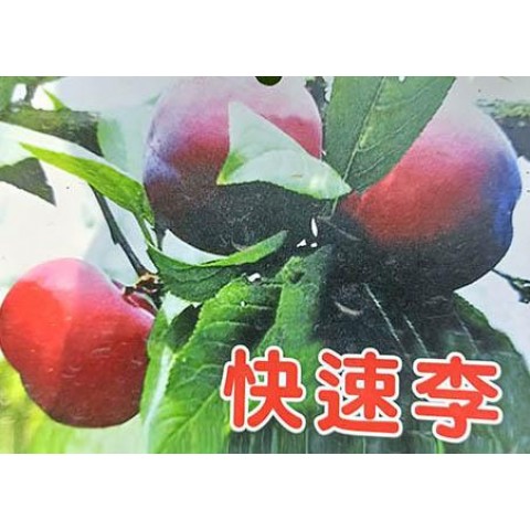 快速李