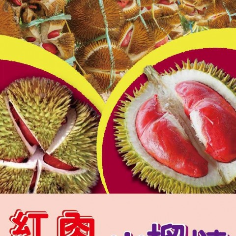 紅肉SKO山榴槤
