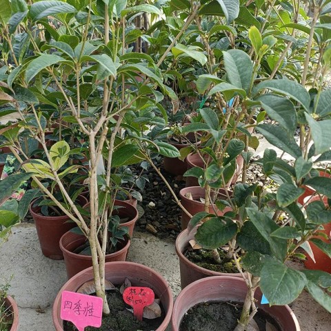 四季桂花