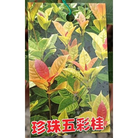 珍珠五彩桂花