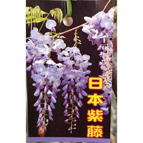 日本紫藤