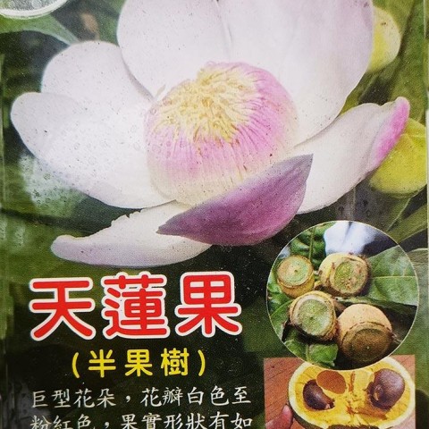 天蓮果