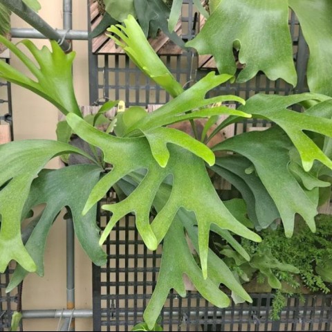 觀賞蕨類