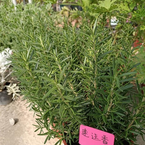 迷迭
