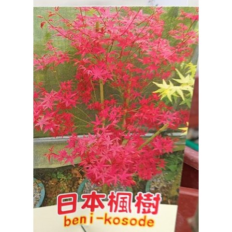 日本楓樹