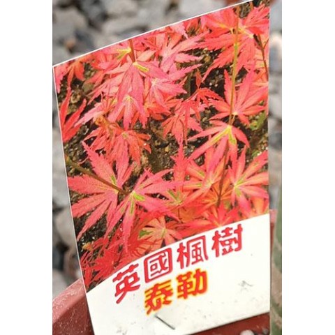 英國楓樹