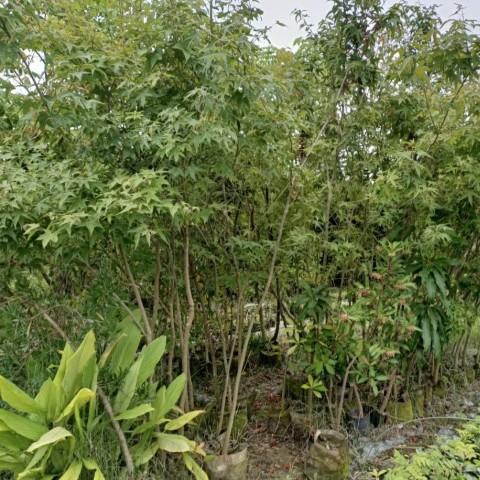 青楓