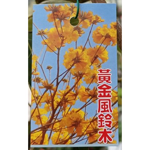 黃金楓鈴木