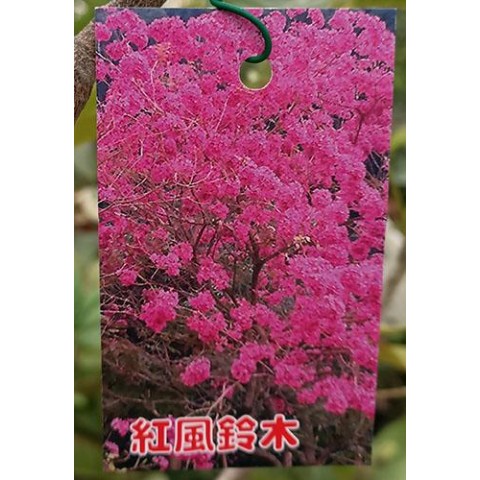 紅風鈴木