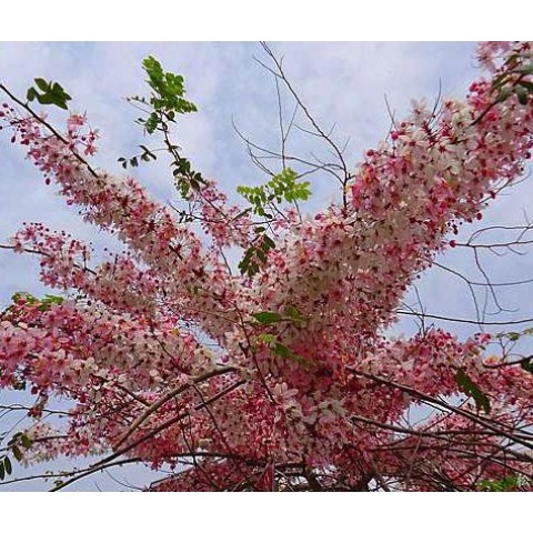 花旗木
