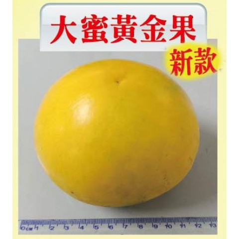 大蜜黃金果