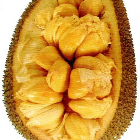 甜滋榴槤蜜(黃肉)