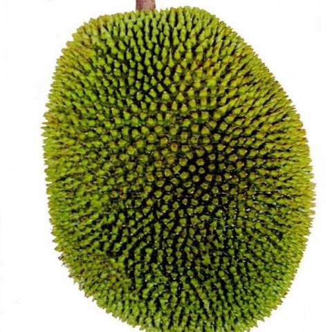 甜堡榴槤蜜(黃肉)