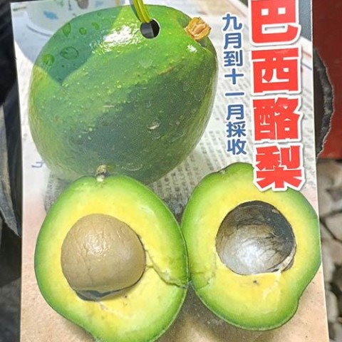 巴西酪梨-新品種