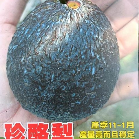 珍酪梨-新品種