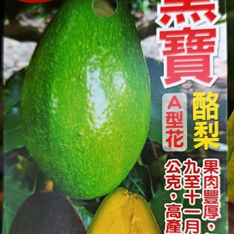 黑寶酪梨-新品種