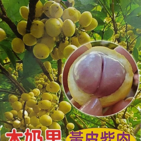 木乃果系列