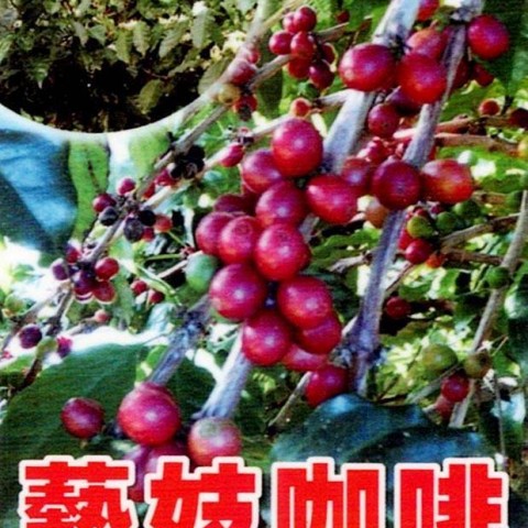 藝妓咖啡