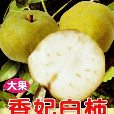香妃白柿