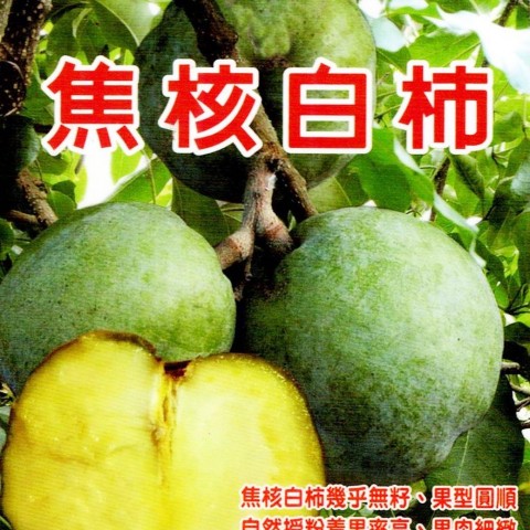 焦核白柿