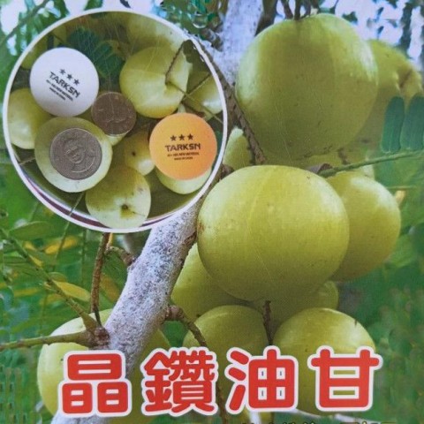 晶鑽油甘
