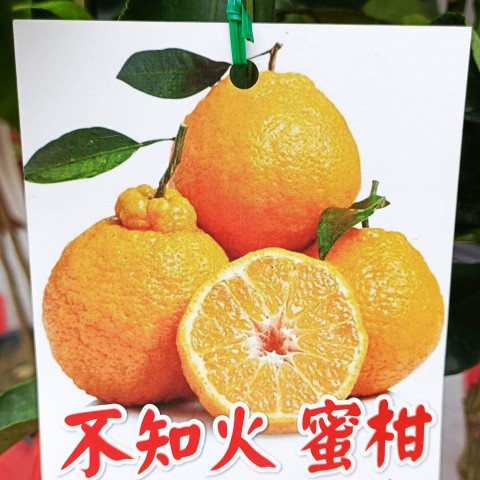 不知火蜜柑