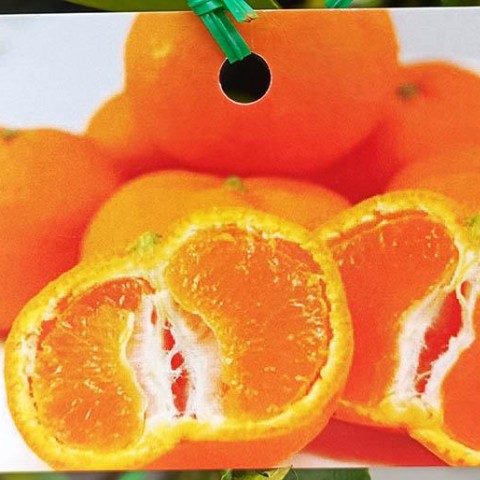 黃金蜜柑