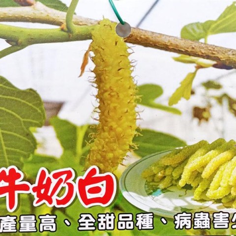 牛奶白長桑葚