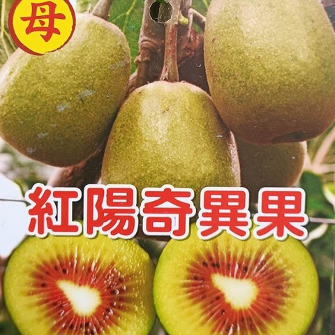 紅陽奇異果-母