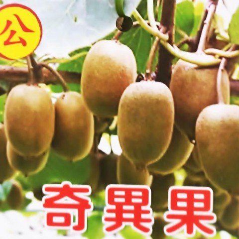 奇異果-公