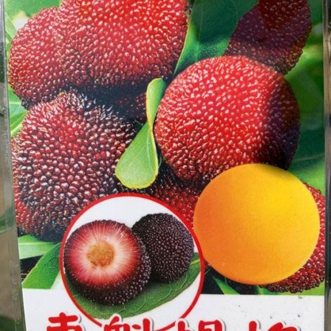 東魁楊梅