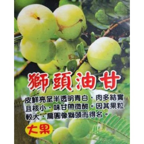 獅頭油甘
