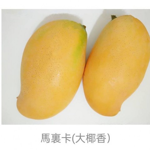 Mallika馬裏卡-大椰香-印度芒果
