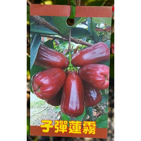 子彈蓮霧